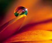pic for Orange Water Drop  